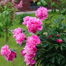Hydrangea 15 PCS Seeds