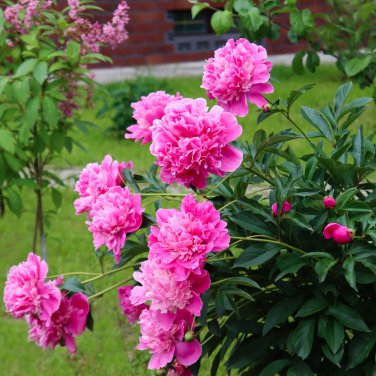 Hydrangea 15 PCS Seeds