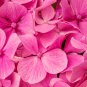 Hydrangea 15 PCS Seeds