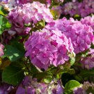 Hydrangea 20 PCS Seeds