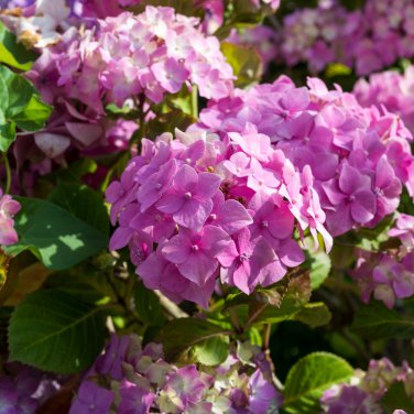 Hydrangea 20 PCS Seeds
