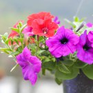 Hybrida Color Petunia Hanging Charming Bonsai Potted 200 PCS Seeds