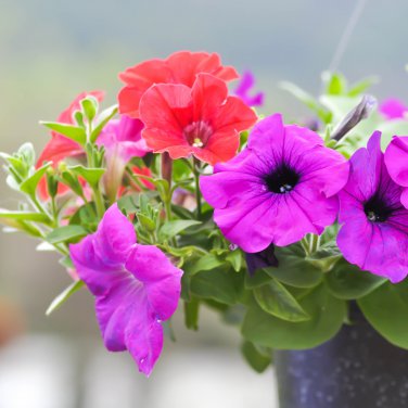 Hybrida Color Petunia Hanging Charming Bonsai Potted 200 PCS Seeds
