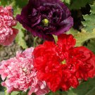 Hybrid F1 Peony Orange Red & Purple Blue Double Big Blooms Flowers 10 PCS Seeds Hybrid F1 Peony Orange Red & Purple Blue Double Big Blooms Flowers 10 PCS Seeds
