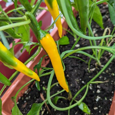 Hybrid Yellow & Orange Long Chili Pepper 200 PCS Seeds