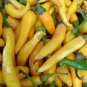 Hybrid Yellow & Orange Long Chili Pepper 200 PCS Seeds