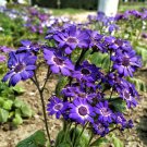 Hybrid F1 Dark Purple Florist's Cineraria (Pericallis hybrida) 40 PCS Seeds Hybrid F1 Dark Purple Florist's Cineraria (Pericallis hybrida) 40 PCS Seeds