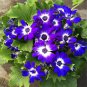 Hybrid F1 Dark Purple Florist's Cineraria (Pericallis hybrida) 40 PCS Seeds