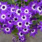 Hybrid F1 Dark Purple Florist's Cineraria (Pericallis hybrida) 40 PCS Seeds