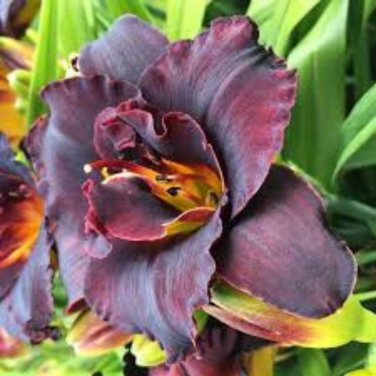 Hybrid Daylily Blackish Purple Double Flowers with White Edge 120 PCS Seeds