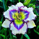Hybrid Taglilie Blumen Samen Hemerocallis Lily 100 PCS Seeds