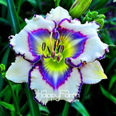 Hybrid Taglilie Blumen Samen Hemerocallis Lily 100 PCS Seeds