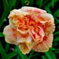 Hybrid Daylily Flowers 100 PCS Seeds
