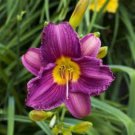 Hybrid Daylily Flower Dark Purple Double Flowers 150 PCS Seeds
