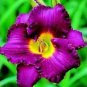 Hybrid Daylily Flower Dark Purple Double Flowers 150 PCS Seeds