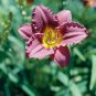 Hybrid Daylily Flower Dark Purple Double Flowers 150 PCS Seeds
