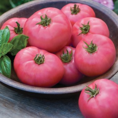 Hybrid Rose Pink Big Tomato 100 PCS Seeds