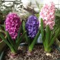 Hyacinth Mixed Colorful Flowers 300 PCS Seeds