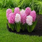 Hyacinth Bulb 1 piece 1 PCS Seeds Hyacinth Bulb 1 piece 1 PCS Seeds