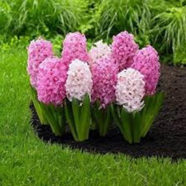 Hyacinth Bulb 1 piece 1 PCS Seeds