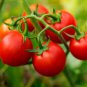 Husky Cherry Red Tomato 100 PCS Seeds