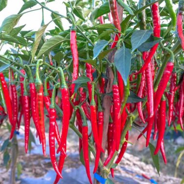 Hunan Red Dried Chili 300 PCS Seeds