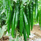Hu'nan Green Long Hot Chili 30 PCS Seeds