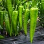 Hu'nan Green Long Hot Chili 30 PCS Seeds