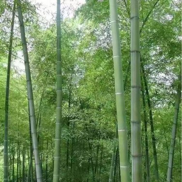 Huge Phyllostachys Pubescens Moso Bamboo 200 PCS Seeds