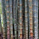 Huge Dragon Bamboo Giant Bambu Tree 100 PCS Seeds Huge Dragon Bamboo Giant Bambu Tree 100 PCS Seeds