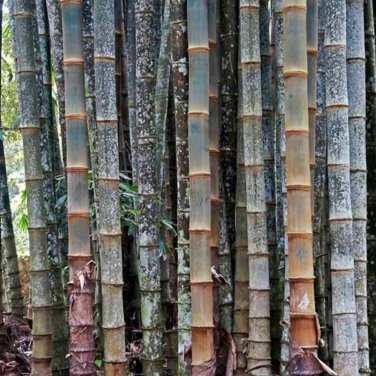 Huge Dragon Bamboo Giant Bambu Tree 100 PCS Seeds