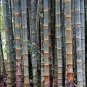 Huge Dragon Bamboo Giant Bambu Tree 100 PCS Seeds