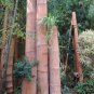 Huge Dragon Bamboo Giant Bambu Tree 100 PCS Seeds