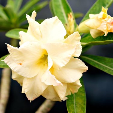 Huangmao' Yellow Desert Rose 2 PCS Seeds