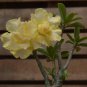 Huangmao' Yellow Desert Rose 2 PCS Seeds