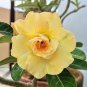 Huangmao' Yellow Desert Rose 2 PCS Seeds