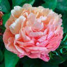 'Huangfeijui' Yellowish Orange Peony 5 PCS Seeds