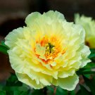 Huang Huakui Golden Yellow Peony Flowers 5 PCS Seeds Huang Huakui Golden Yellow Peony Flowers 5 PCS Seeds