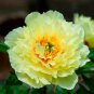 Huang Huakui Golden Yellow Peony Flowers 5 PCS Seeds