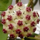 Hoya Potted Hoya Carnosa Flower 20 PCS Seeds Hoya Potted Hoya Carnosa Flower 20 PCS Seeds