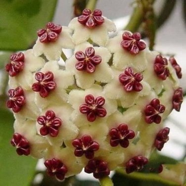 Hoya Potted Hoya Carnosa Flower 20 PCS Seeds