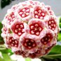 Hoya Potted Hoya Carnosa Flower 20 PCS Seeds