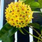 Hoya Light Yellow with Light Pink Centre 20 PCS Seeds