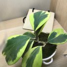 Hoya Kerrii 'Variegate' Sweetheart Plant Lucky-Heart Succulent 100 PCS Seeds