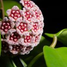 Hoya Carnosa Flower Milky White with Dark Red Centre 50 PCS Seeds Hoya Carnosa Flower Milky White with Dark Red Centre 50 PCS Seeds