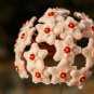 Hoya Carnosa Bonsai Hoya Fleshy Flower Garden Plants 100 PCS Seeds