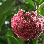 Hoya Carnosa Blood Red Color 100 PCS Seeds