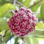 Hoya Carnosa Blood Red Color 100 PCS Seeds