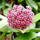 Hoya Carnosa 100 PCS Seeds Hoya Carnosa 100 PCS Seeds