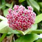 Hoya Carnosa 100 PCS Seeds